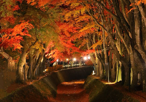 富士河口湖紅葉まつり