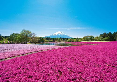 富士芝桜まつり