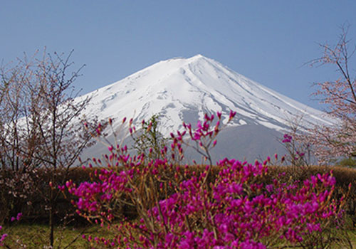 河口湖富士桜ミツバツツジまつり
